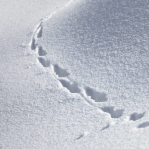 Animal tracks in the snow